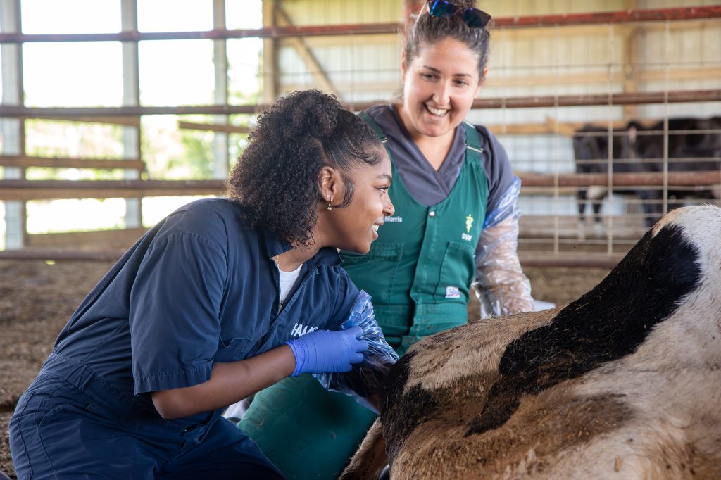 Celeste Morris, DVM, MBA, MPVM, and an AVA student palpate a cow at Foremost Dairy.